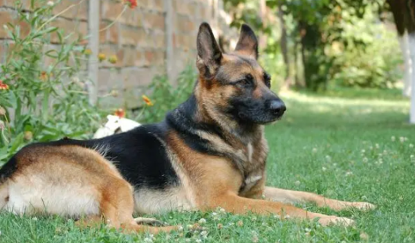 Choose a guard dog suitable for the family, recommended breed!