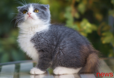 These five cats are so beautiful that you cry. Is your master on the list?