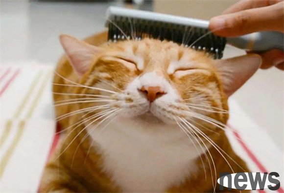 These 8 kinds of cats show that the cat is already very hot