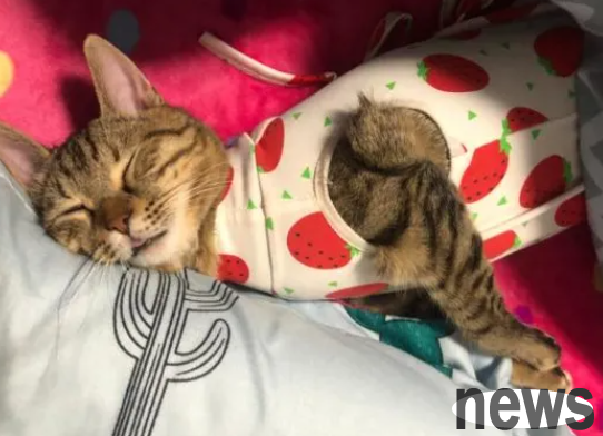 Why do cats like to lie down at will?