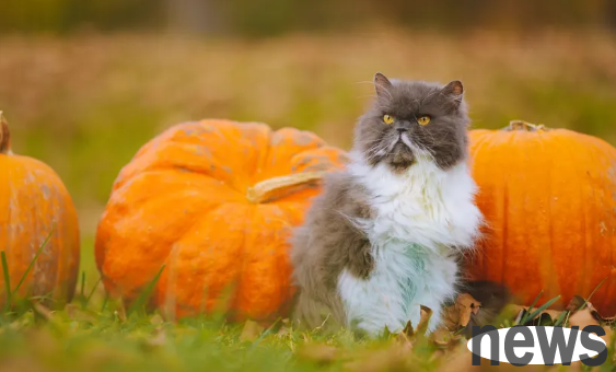 The 10 mysterious features of the home-stricken cat are revealed! Is your cat on the list? You have to believe it!