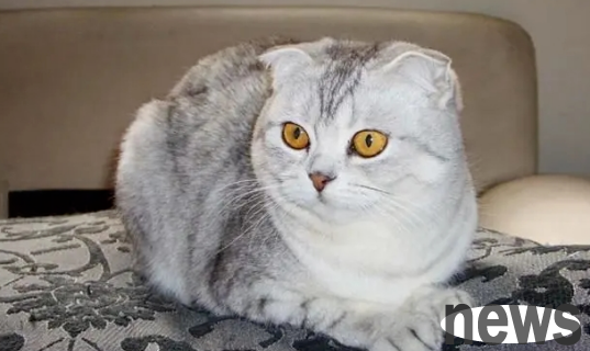 A list of several types of cats with shorter lifespans, it turned out to be the first one!