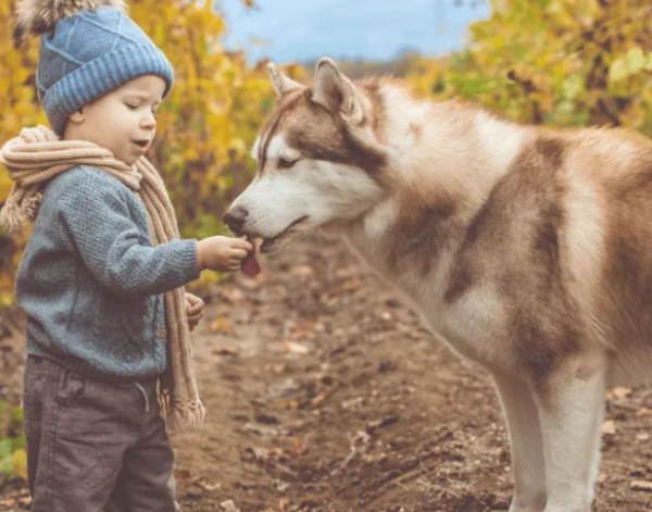 Must-see if you have kids! Choose these types of dogs to accompany your children
