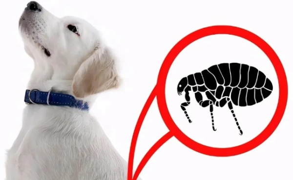 What should I do if a dog has fleas? These 5 