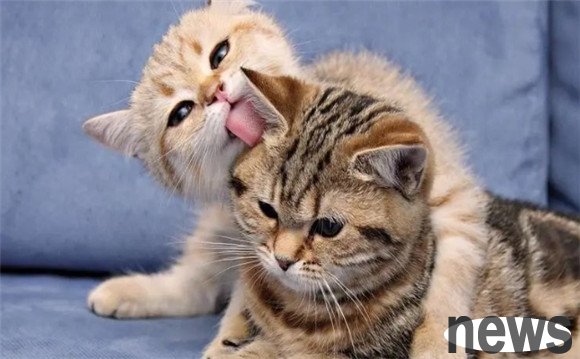 Why cats are more likely to have urinary diseases? What are the symptoms of cats having urinary diseases?