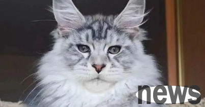 Super accurate! The cat you raise reveals your true character