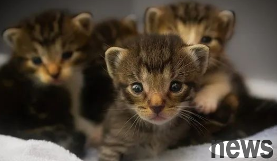 How should we communicate about cats’ immune protection?