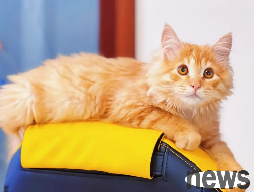 What should I pay attention to when adopting a cat?