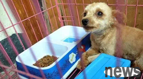 How to teach your dog to go to the toilet and defecate
