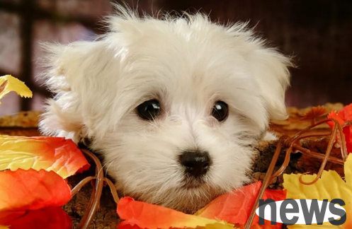 Meow Planet | Why do dogs sneeze?