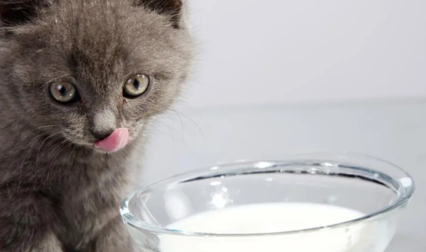 Can cats drink milk? What about yogurt, cheese, and milk powder?