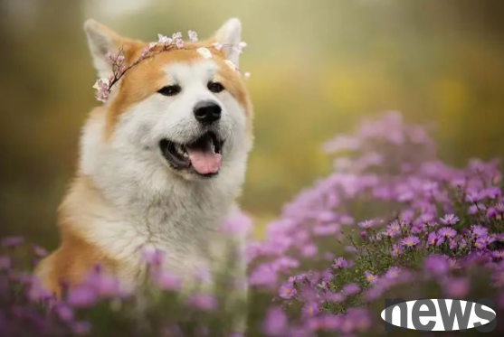 What preparations do parents who raise dogs at home need to make during the Spring Festival? What should I pay attention to?
