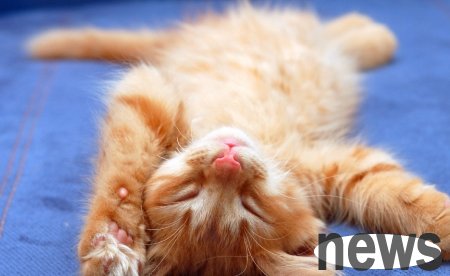 Let me tell you quietly that when a cat sees you, it will 