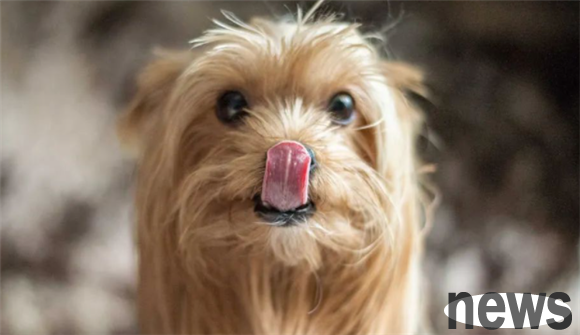Does the dog have good memory?
