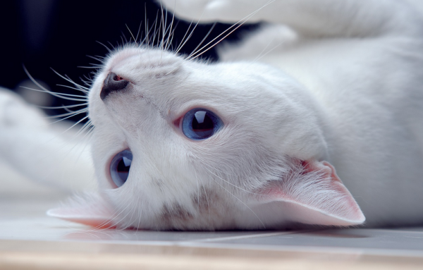 What does cats eat to supplement nutrition and enhance resistance, and which foods are the most suitable?