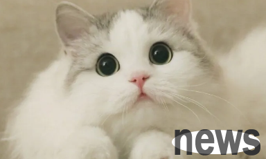 What should I do if my cats are getting thinner if they don t eat cat food