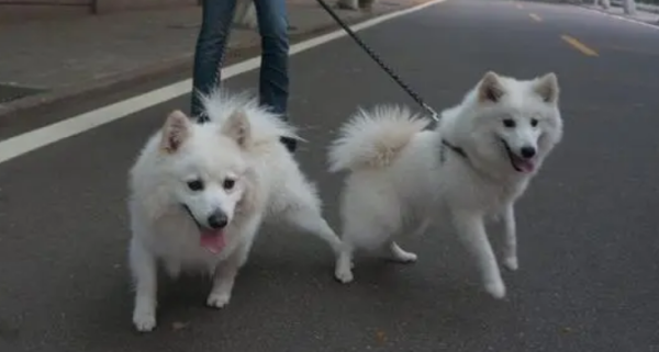 Where is the best place to buy a dog in Shanghai? Don’t just look at the price of a dog when buying a dog