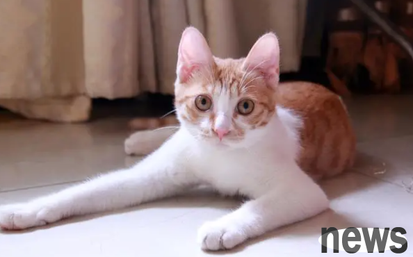 How old is a female cat to give birth to a kitten? Time for cat breeding