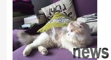 What should I do if I shave my cat and get bleeding? How about shaving a cat with bleeding?