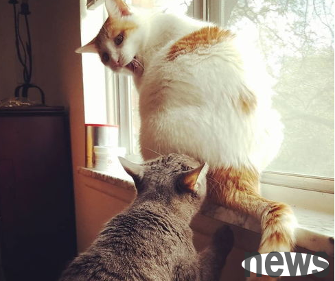What should I do if a cat loves to lick its owner s hands?