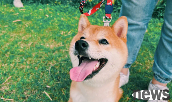 What should I do if my dog’s nose is not ventilated?