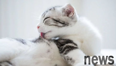 Are cats afraid of heat? What to do in summer?