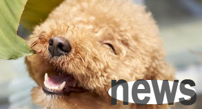 What should I do if my dog ​​drools and vomits without eating? Come and have a look