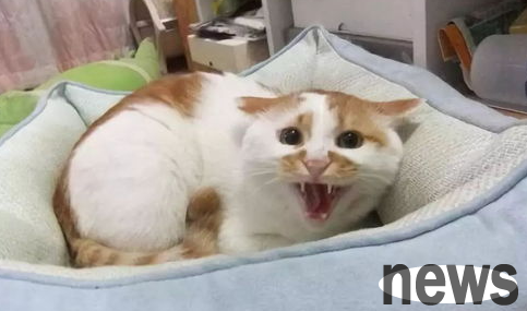What should I do if a kitten has diarrhea and blood? What s wrong with cats getting bloody?