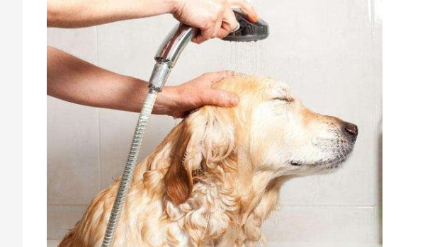 What should I do if my puppy gets stuck in my throat when eating? What should I do if my dog ​​gets stuck in his throat when eating?