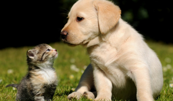 How long does it take for cats and dogs to live in harmony?