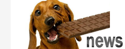 What to do if the dog eats some chocolate
