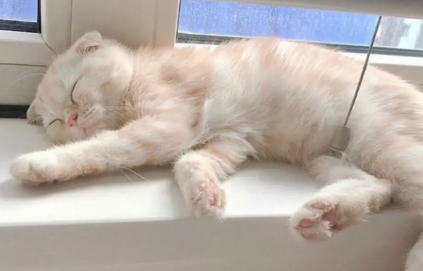 Popular Science: What is the black nose of a cat?