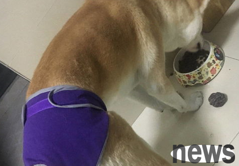 What should I do if my dog ​​comes to my aunt? How to solve it?