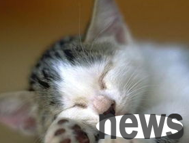 How to provide foot care for cats?