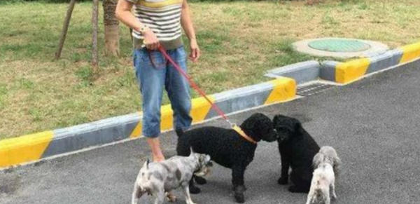 What should I do if the dog barks and disturbs the public? What should I do if my neighbor’s dog barks and disturbs the public?