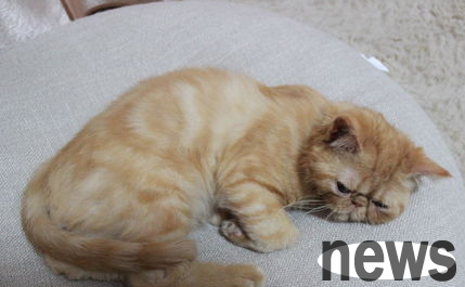 Can cats still train when they are two years old? Cat skills training!