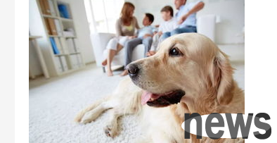 What are the methods and precautions for dressing up a pet dog?