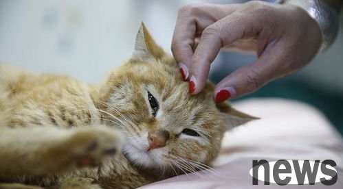 Cat behavior | 14 manifestations of cats loving their owners