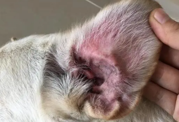 How do you know if there is something wrong with your dog s ears?