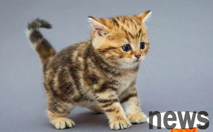 Cats have poor social skills. How to develop pet cats’ social skills?