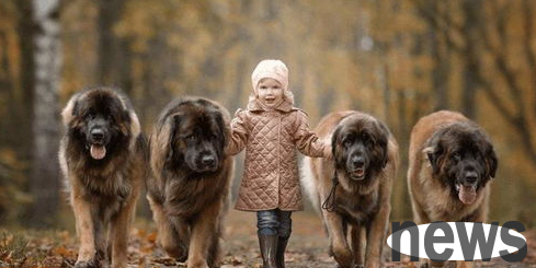 What are the most common diseases in dogs in summer? How to prevent and treat it effectively?