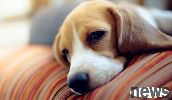 Symptoms of lymphoma in dogs?