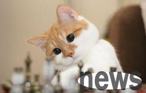 Why do cats disobey? The best way to train a cat!