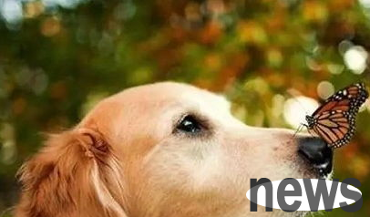 The symptoms of dog infectious diseases are similar to those of colds in the early stages, so don’t misjudgment!