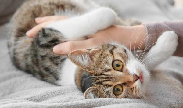 Symptoms and prevention of cat pica, must-see for raising cats!