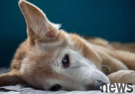 How to diagnose pet allergies and what are the symptoms of pet allergies?