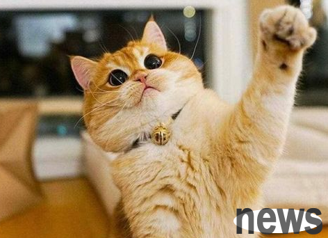 What are the main reasons why cats are abnormal? I will teach you a few tricks to deal with it easily!