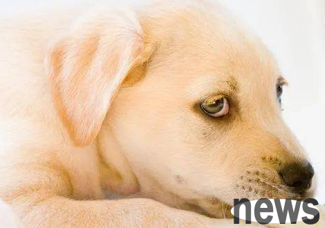 Is it a cold to have a yellow nose for dogs? Will dogs have pussy nose for dogs?