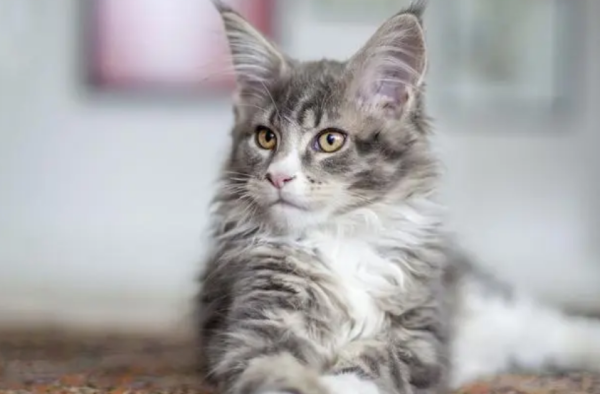 Causes and prevention methods of uterine insufflation in cats!