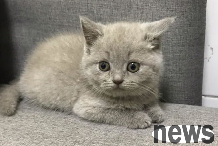 Are there any side effects of vaccination in pets?